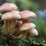 Fungi: Hidden Kingdom of Nature – Decomposition, Chemical Networks & Ecosystem Recycling Systems