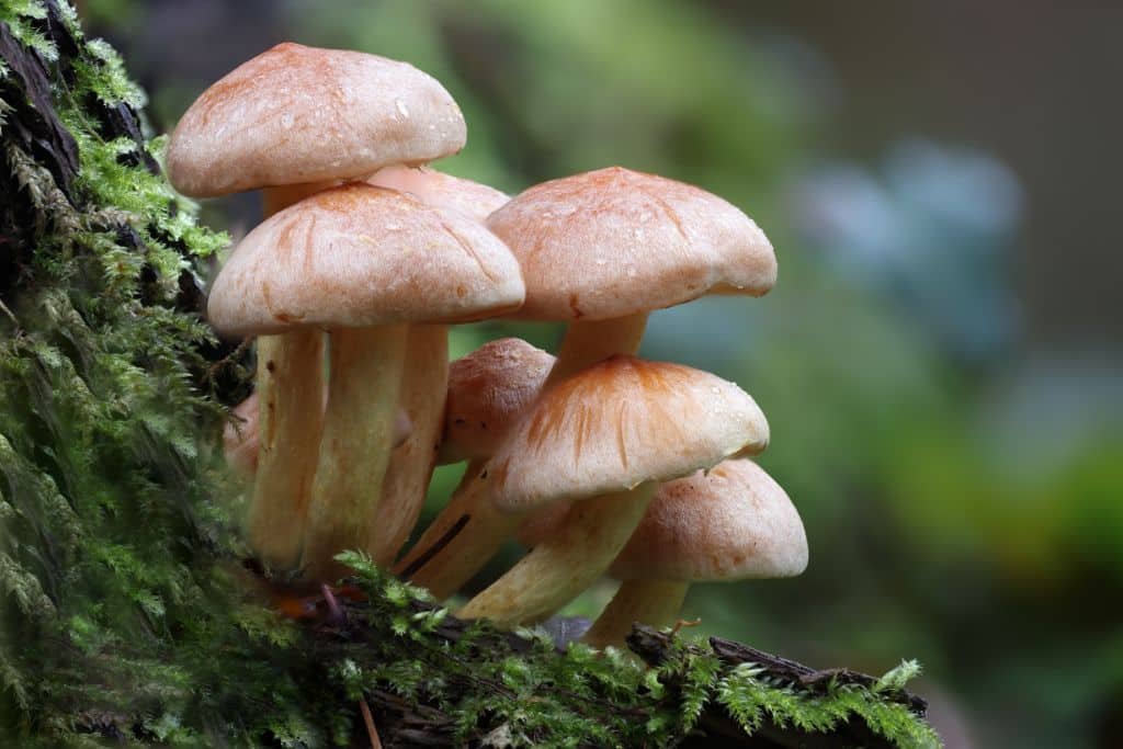 Fungi: Hidden Kingdom of Nature – Decomposition, Chemical Networks & Ecosystem Recycling Systems