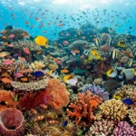 Coral Reefs: Ocean Cities of Life – Marine Biodiversity, Symbiosis & Climate Survival Systems