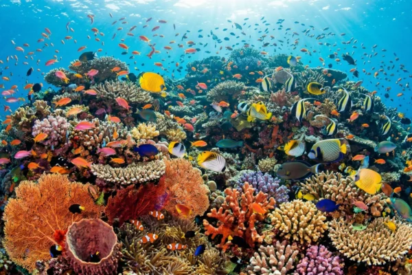 Coral Reefs: Ocean Cities of Life – Marine Biodiversity, Symbiosis & Climate Survival Systems