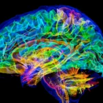 The Human Brain: Neural Supercomputer – Memory Systems, Consciousness & Cognitive Science