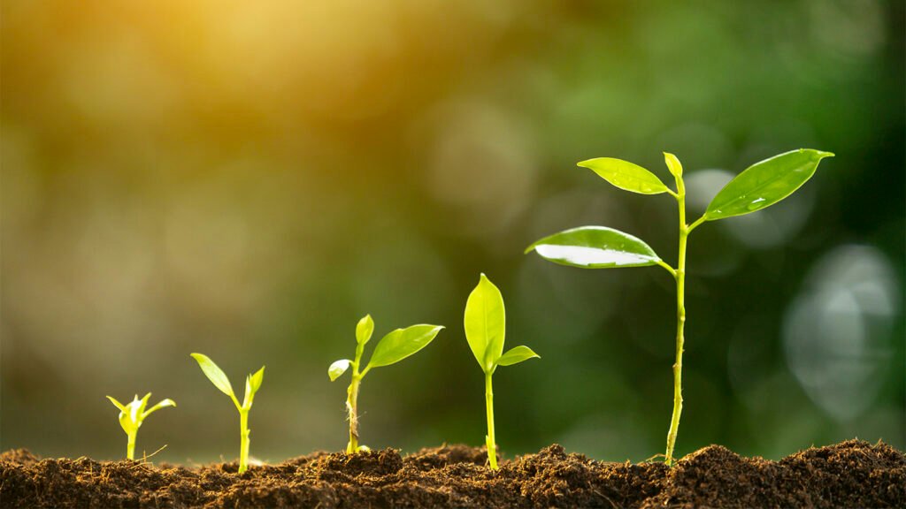 Photosynthesis: Solar Energy Conversion – Plant Chemistry, Oxygen Production & Global Life Systems