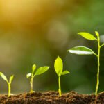 Photosynthesis: Solar Energy Conversion – Plant Chemistry, Oxygen Production & Global Life Systems