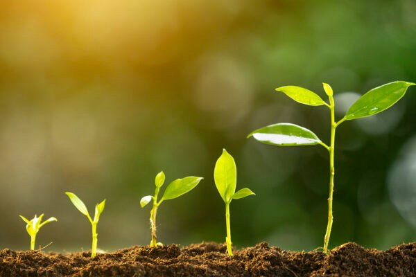 Photosynthesis: Solar Energy Conversion – Plant Chemistry, Oxygen Production & Global Life Systems