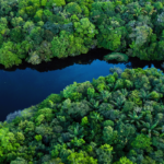 Rainforest Biodiversity: Hidden Ecosystems – Survival Networks, Rare Species & Natural Balance