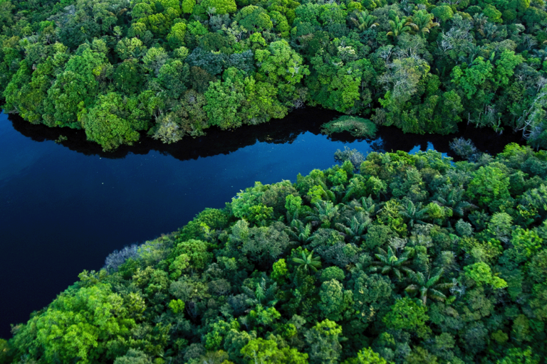 Rainforest Biodiversity: Hidden Ecosystems – Survival Networks, Rare Species & Natural Balance