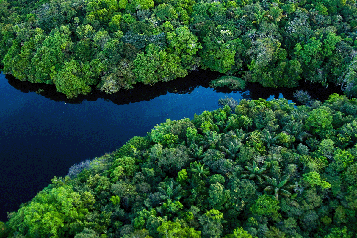 Rainforest Biodiversity: Hidden Ecosystems – Survival Networks, Rare Species & Natural Balance