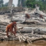 Human Impact on Ecosystems: Deforestation, Climate Change & Biodiversity Collapse