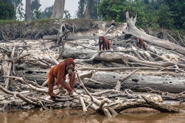Human Impact on Ecosystems: Deforestation, Climate Change & Biodiversity Collapse