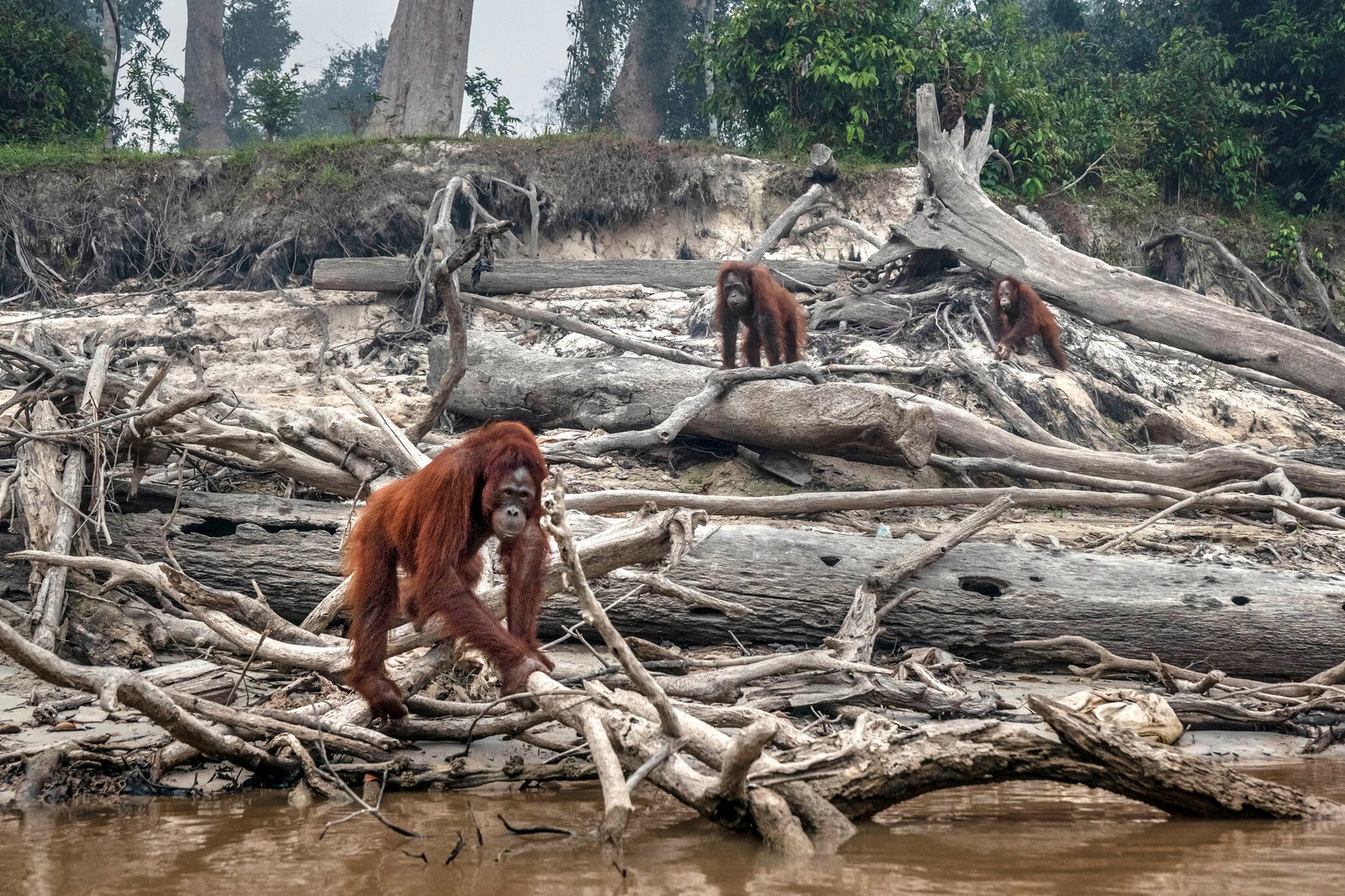 Human Impact on Ecosystems: Deforestation, Climate Change & Biodiversity Collapse