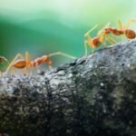 Insect Superorganisms: Ants, Bees & Termites – Collective Intelligence, Colony Science & Survival Systems