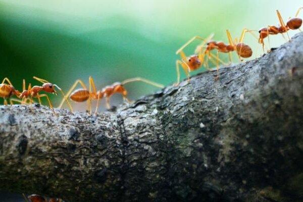 Insect Superorganisms: Ants, Bees & Termites – Collective Intelligence, Colony Science & Survival Systems