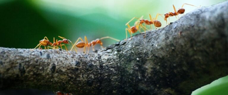 Insect Superorganisms: Ants, Bees & Termites – Collective Intelligence, Colony Science & Survival Systems