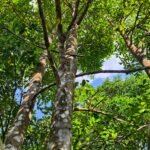 Forests & Medicinal Plants: Nature’s Pharmacy – Healing Science, Biodiversity & Human Survival