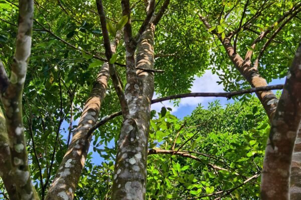 Forests & Medicinal Plants: Nature’s Pharmacy – Healing Science, Biodiversity & Human Survival