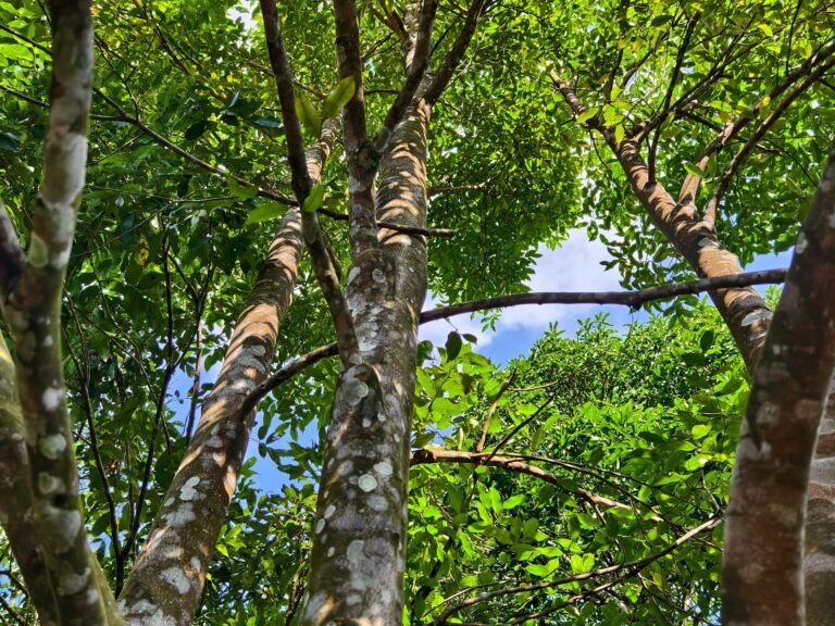 Forests & Medicinal Plants: Nature’s Pharmacy – Healing Science, Biodiversity & Human Survival