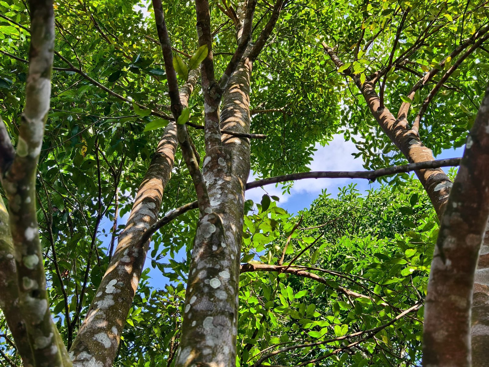 Forests & Medicinal Plants: Nature’s Pharmacy – Healing Science, Biodiversity & Human Survival