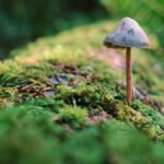 Fungi: Hidden Kingdom of Nature – Decomposition, Natural Antibiotics & Underground Networks