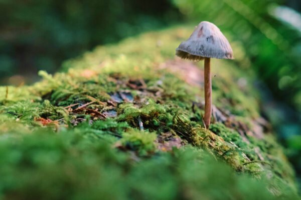 Fungi: Hidden Kingdom of Nature – Decomposition, Natural Antibiotics & Underground Networks