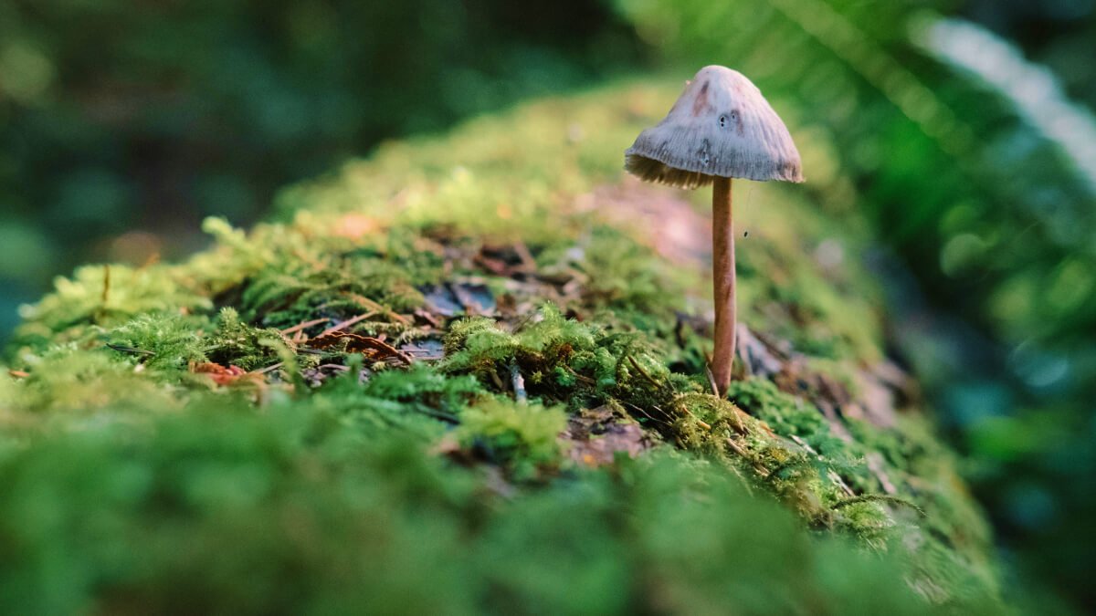 Fungi: Hidden Kingdom of Nature – Decomposition, Natural Antibiotics & Underground Networks