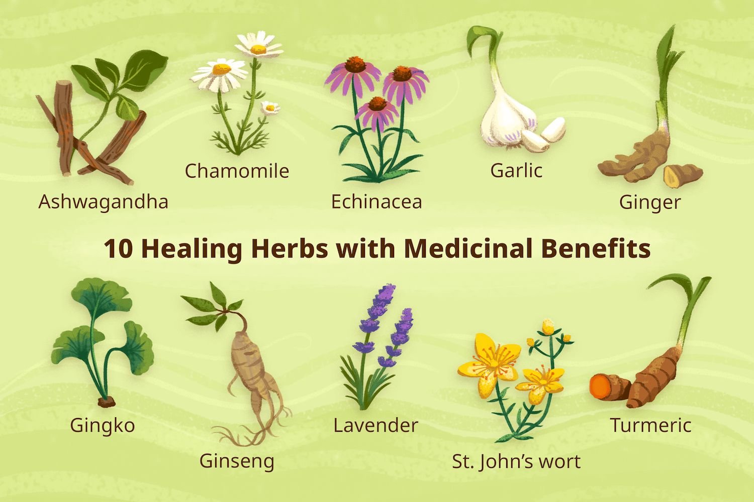 Poisonous vs Medicinal Plants: Nature’s Chemical Warfare – Defense Systems, Healing Compounds & Survival Biology