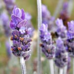 Lavender Flower: Medical Benefits, Uses, and Healing Properties