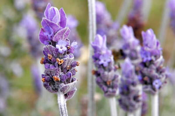 Lavender Flower: Medical Benefits, Uses, and Healing Properties