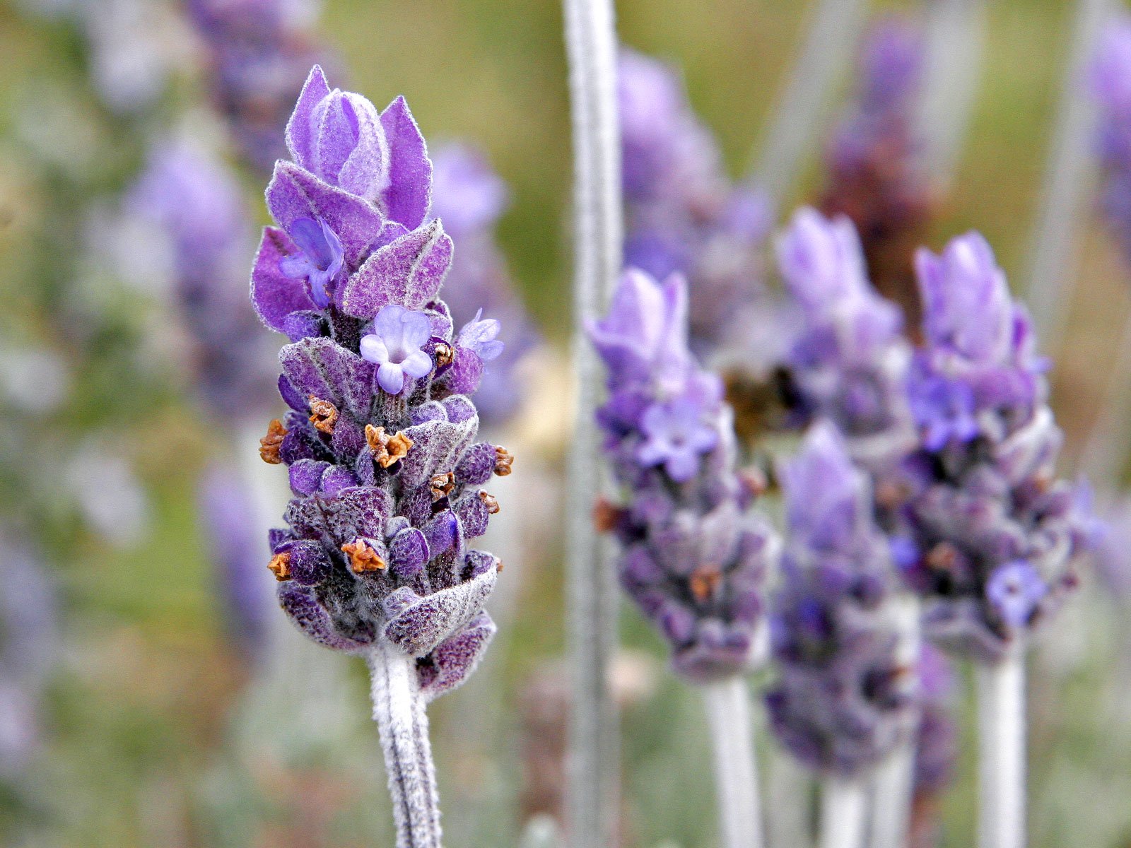 Lavender Flower: Medical Benefits, Uses, and Healing Properties
